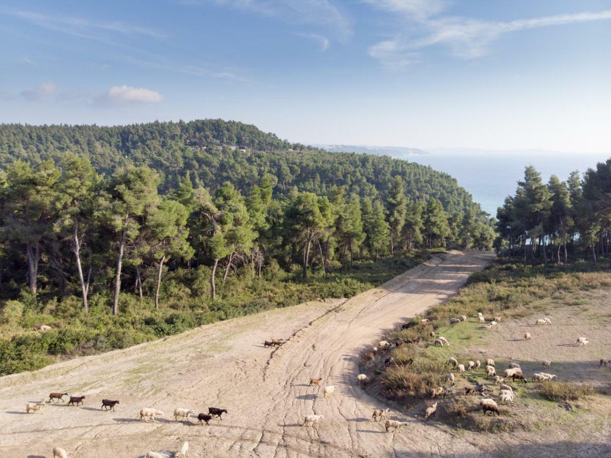 Villa Irini In Sani Sani  Dış mekan fotoğraf